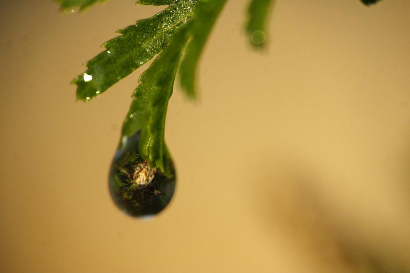 Automne_1-1000-f11_800iso_214mmmacro_1_1.jpg