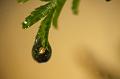 Automne_1-1000-f11_800iso_214mmmacro_1_1